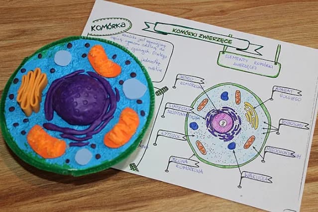 Czym różni się komórka roślinna od zwierzęcej? Kluczowe różnice, które musisz znać